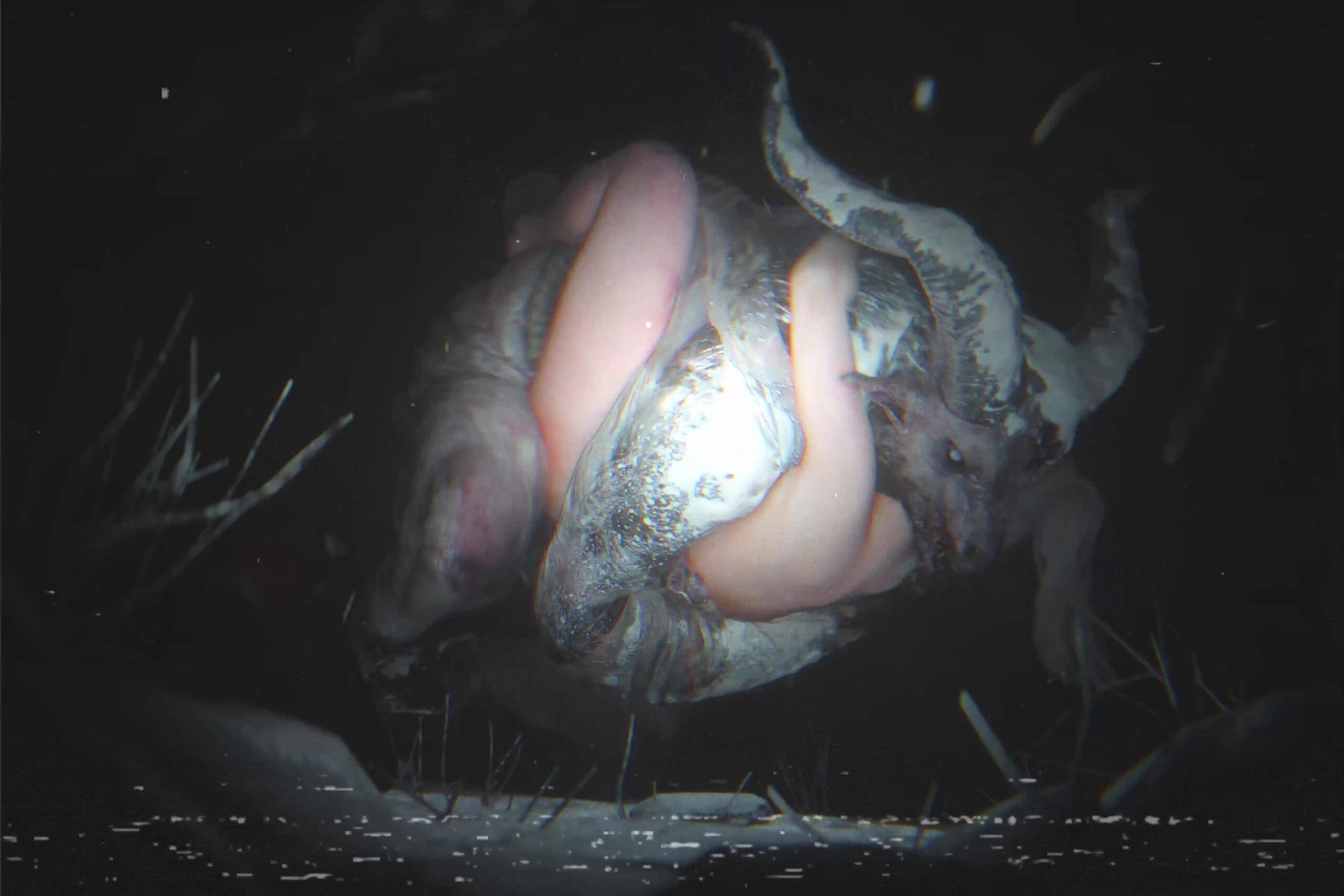 Sable x Krampus [+INTRO] [ZMSFM]